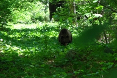 Polana_20120512_medved